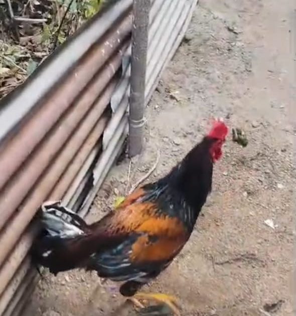 Murga