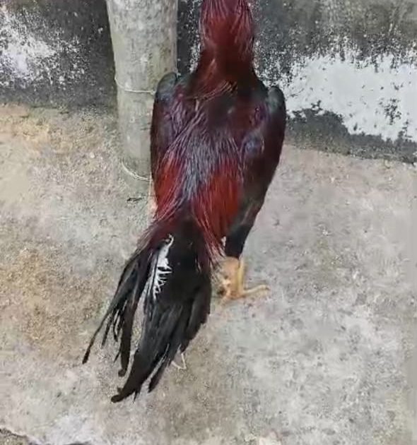 Murga