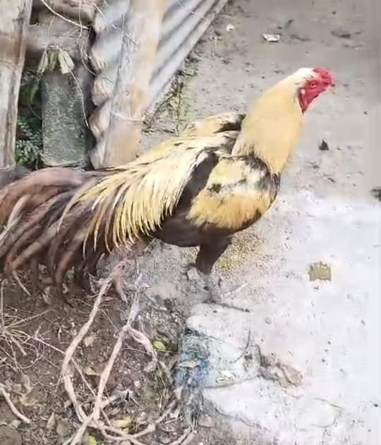 Murga