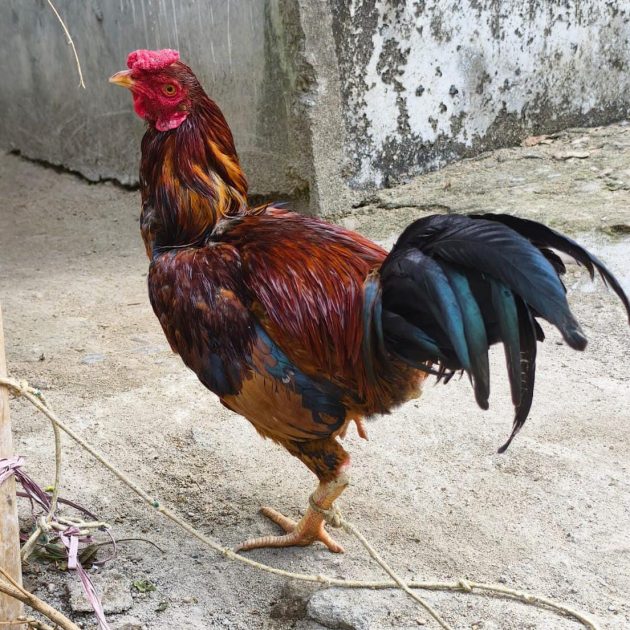 Murga