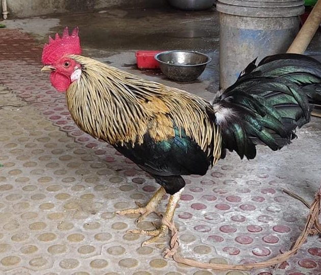Murga